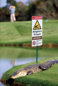 Alligators present safety sign informs golfers, spectators, and grounds visitors of the presence of alligators on a golf course. Photo credit: www.silverimagephotoagency.com.
