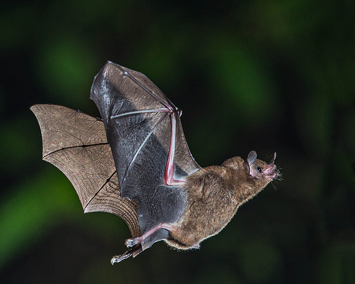 bat photo