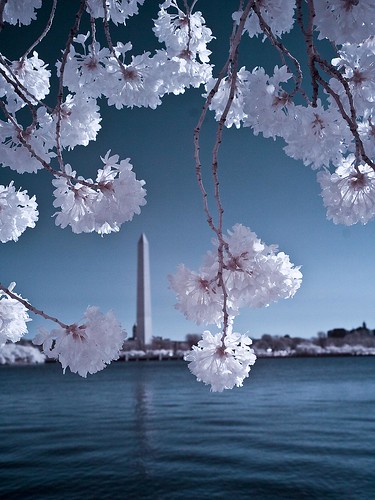 DC Cherry Blossom Festival in Infrared