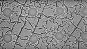 An image of a field of polypyrrole nanowires captured by a scanning electron microscope is shown. A team of Purdue University researchers developed a new implantable drug-delivery system using the nanowires, which can be wirelessly controlled to release small amounts of a drug payload. (Purdue University image/courtesy of Richard Borgens)